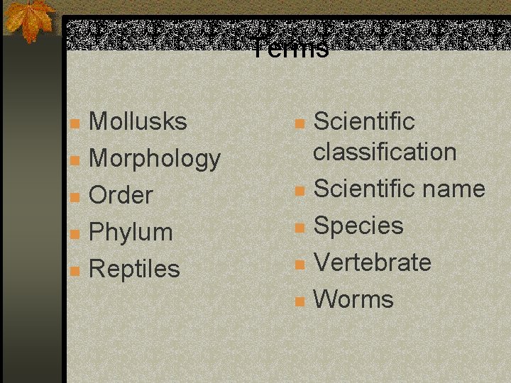 Terms Mollusks n Morphology n Order n Phylum n Reptiles n Scientific classification n