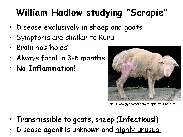 William Hadlow studying “Scrapie” • • • Disease exclusively in sheep and goats Symptoms