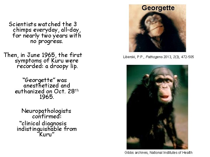 Georgette Scientists watched the 3 chimps everyday, all-day, for nearly two years with no
