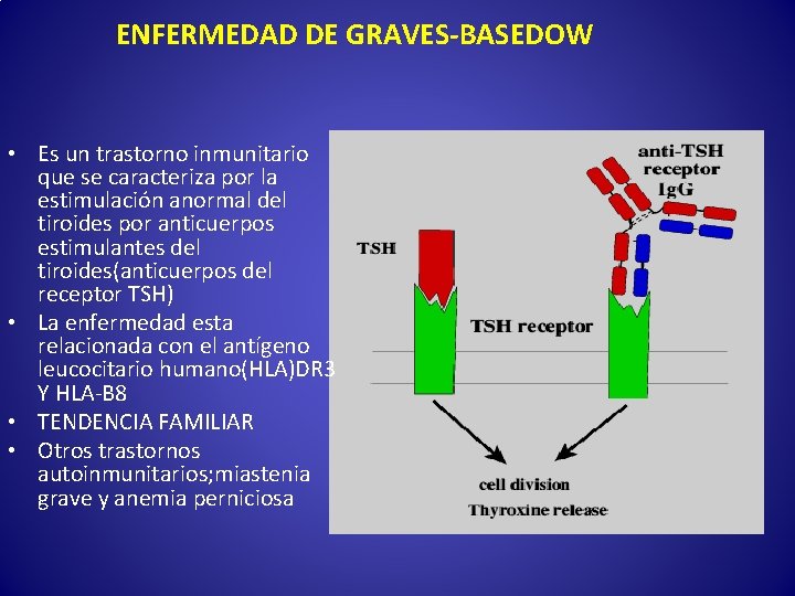 ENFERMEDAD DE GRAVES-BASEDOW • Es un trastorno inmunitario que se caracteriza por la estimulación