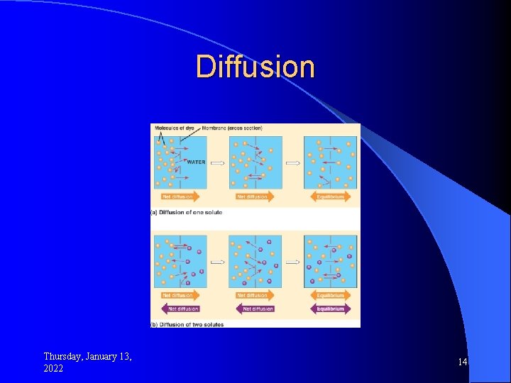 Diffusion Thursday, January 13, 2022 14 