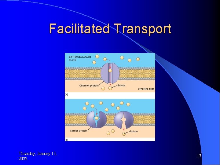 Facilitated Transport Thursday, January 13, 2022 17 