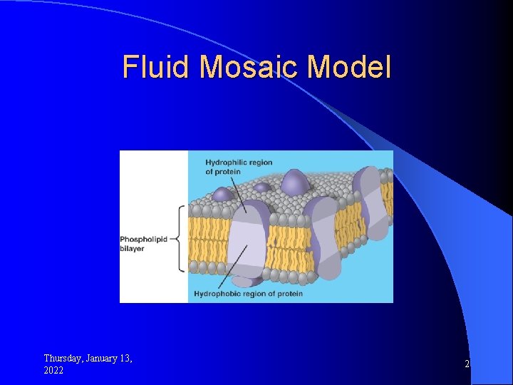 Fluid Mosaic Model Thursday, January 13, 2022 2 