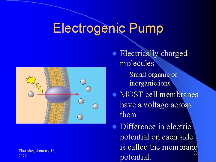 Electrogenic Pump l Electrically charged molecules – Small organic or inorganic ions MOST cell