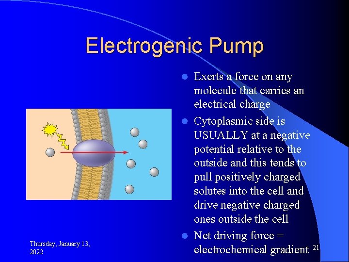 Electrogenic Pump Exerts a force on any molecule that carries an electrical charge l