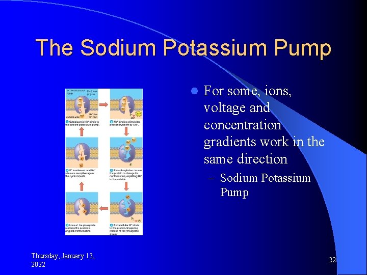 The Sodium Potassium Pump l For some, ions, voltage and concentration gradients work in