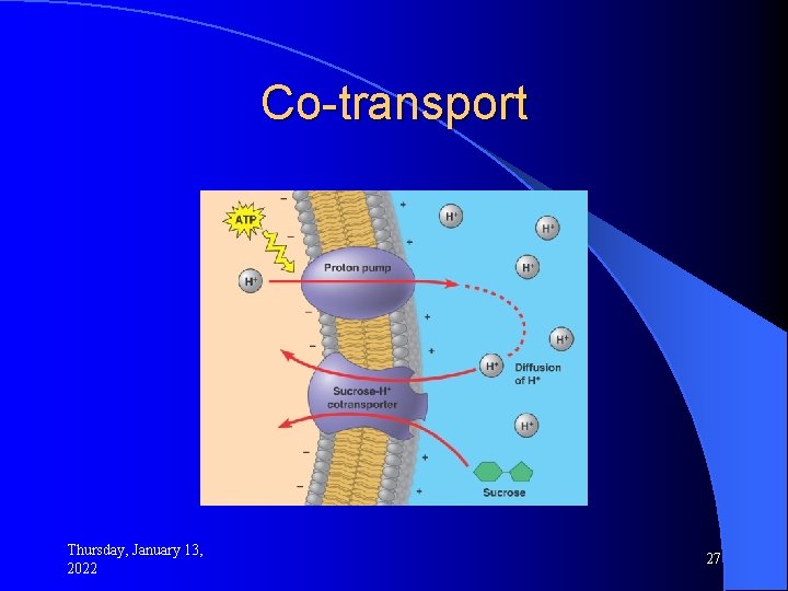 Co-transport Thursday, January 13, 2022 27 