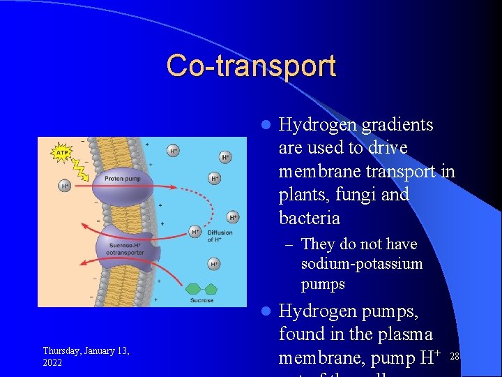 Co-transport l Hydrogen gradients are used to drive membrane transport in plants, fungi and