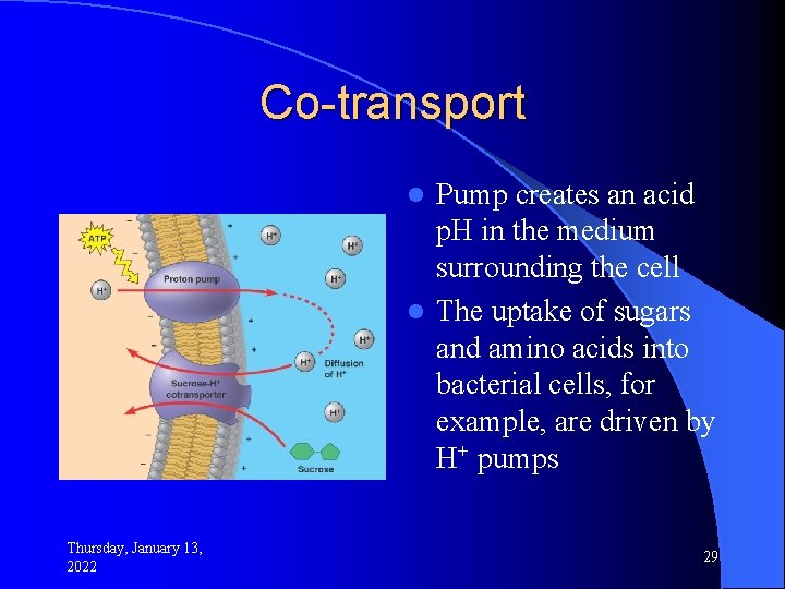 Co-transport Pump creates an acid p. H in the medium surrounding the cell l