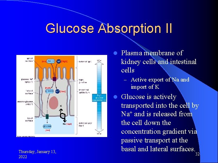 Glucose Absorption II l Plasma membrane of kidney cells and intestinal cells – Active