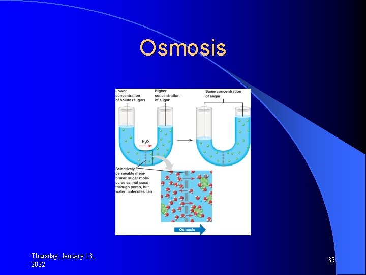 Osmosis Thursday, January 13, 2022 35 