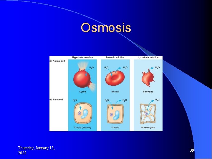 Osmosis Thursday, January 13, 2022 39 