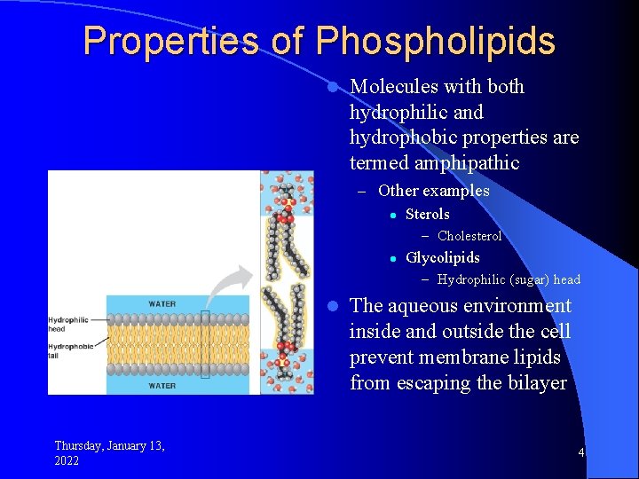 Properties of Phospholipids l Molecules with both hydrophilic and hydrophobic properties are termed amphipathic