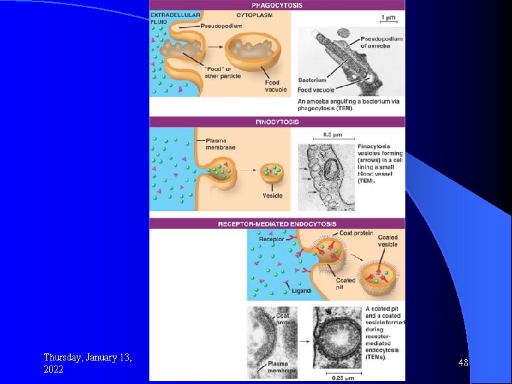 Thursday, January 13, 2022 48 