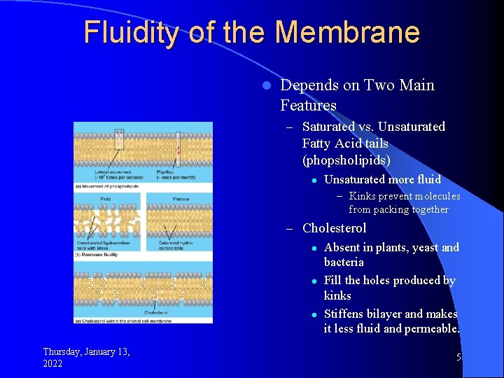 Fluidity of the Membrane l Depends on Two Main Features – Saturated vs. Unsaturated