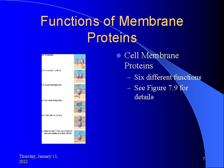 Functions of Membrane Proteins l Cell Membrane Proteins – Six different functions – See