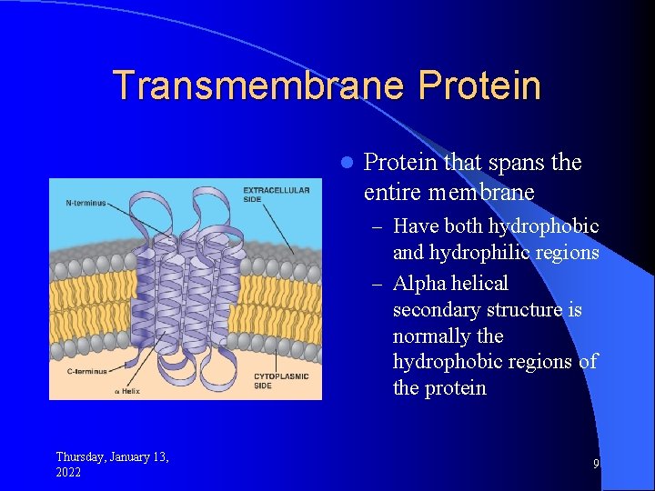 Transmembrane Protein l Protein that spans the entire membrane – Have both hydrophobic and