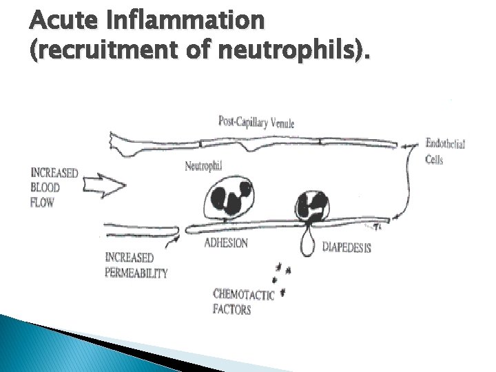 Acute Inflammation (recruitment of neutrophils). 