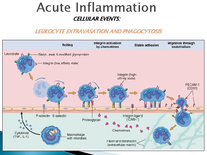 Acute Inflammation CELLULAR EVENTS: LEUKOCYTE EXTRAVASATION AND PHAGOCYTOSIS 