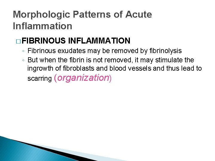 Morphologic Patterns of Acute Inflammation � FIBRINOUS INFLAMMATION ◦ Fibrinous exudates may be removed