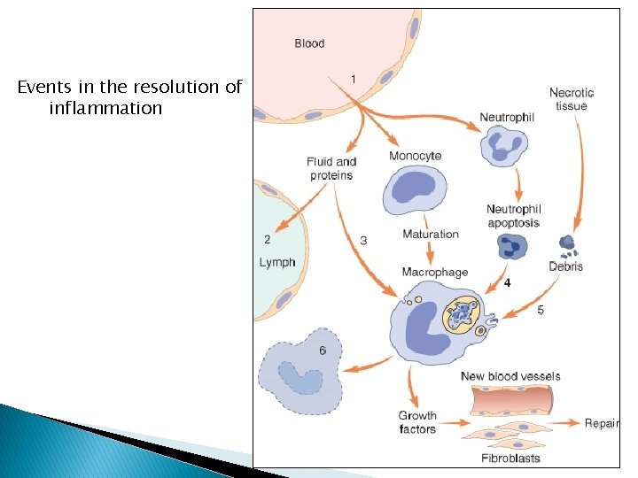 Events in the resolution of inflammation 