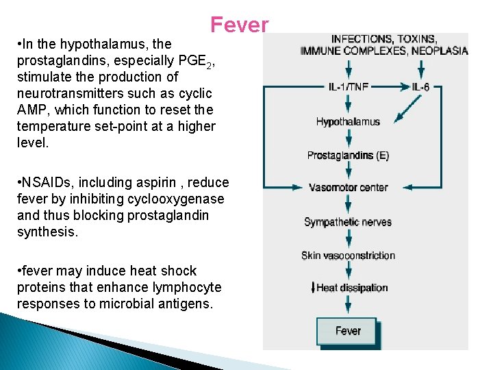 Fever • In the hypothalamus, the prostaglandins, especially PGE 2, stimulate the production of