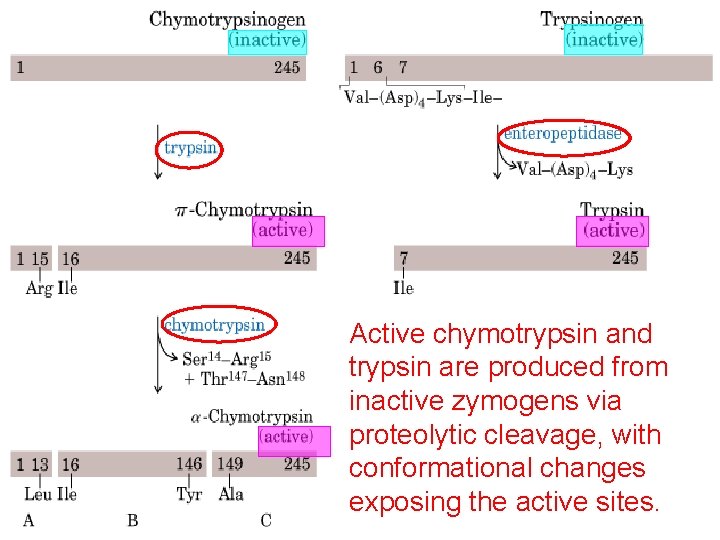 Active chymotrypsin and trypsin are produced from inactive zymogens via proteolytic cleavage, with conformational