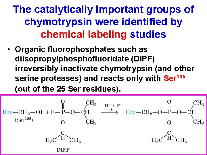 The catalytically important groups of chymotrypsin were identified by chemical labeling studies • Organic