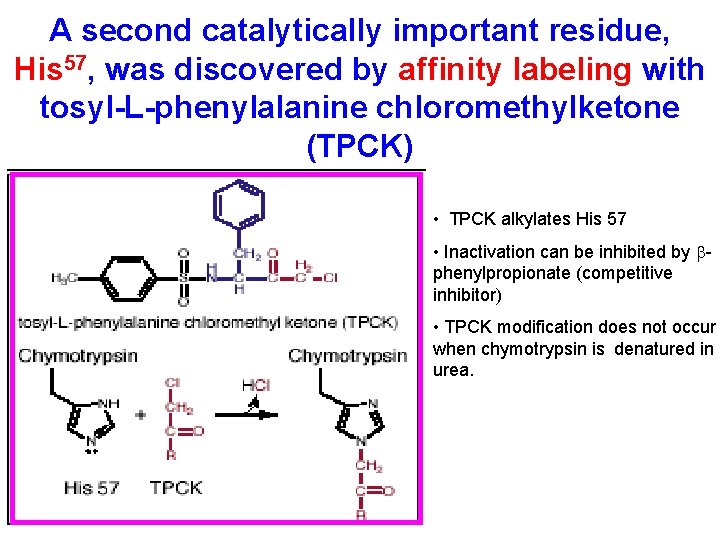 A second catalytically important residue, His 57, was discovered by affinity labeling with tosyl-L-phenylalanine