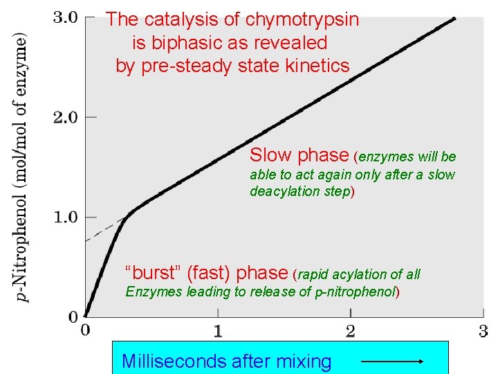 The catalysis of chymotrypsin is biphasic as revealed by pre-steady state kinetics Slow phase