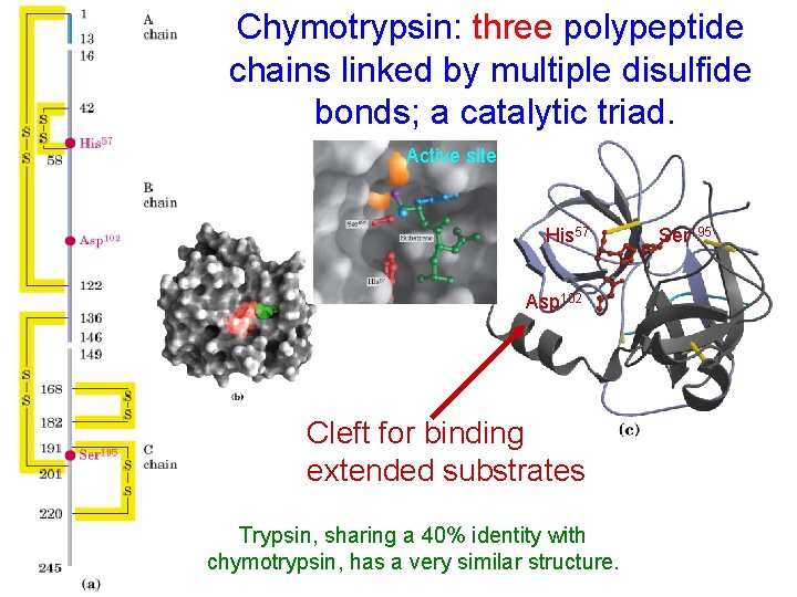 Chymotrypsin: three polypeptide chains linked by multiple disulfide bonds; a catalytic triad. Active site