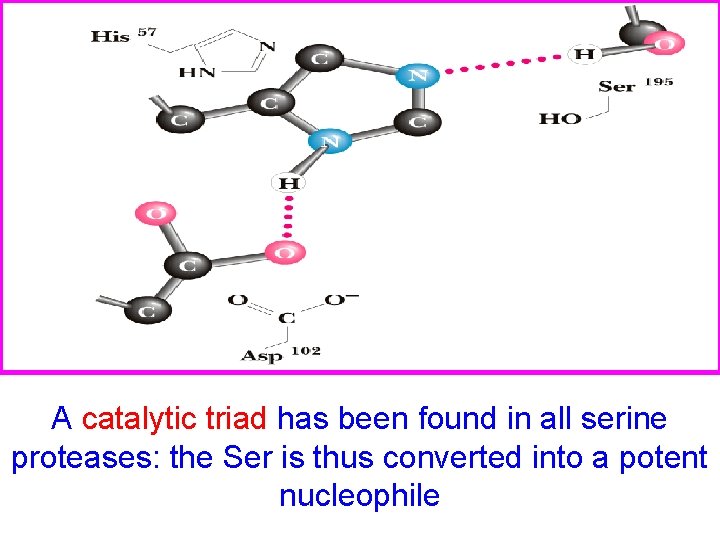 A catalytic triad has been found in all serine proteases: the Ser is thus