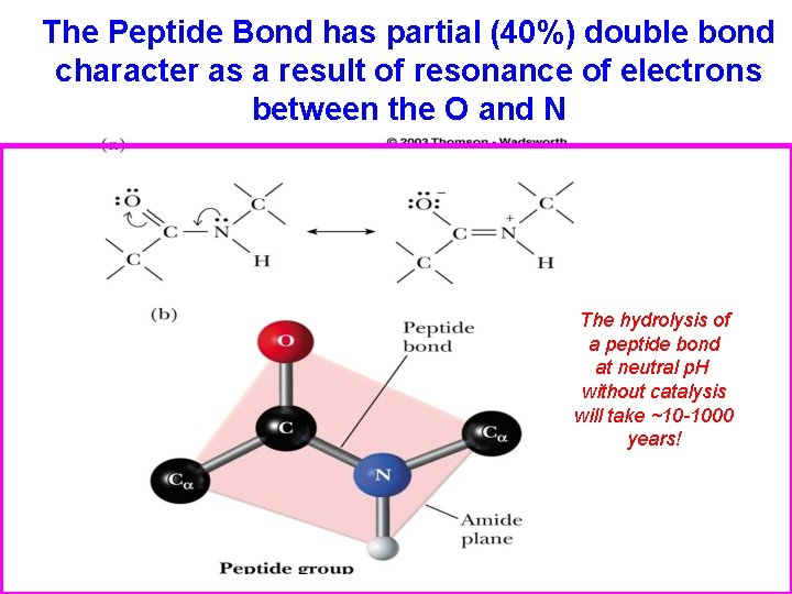 The Peptide Bond has partial (40%) double bond character as a result of resonance