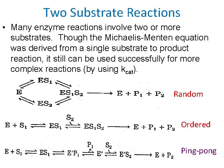Two Substrate Reactions • Many enzyme reactions involve two or more substrates. Though the