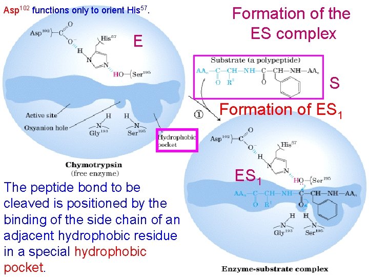 Asp 102 functions only to orient His 57. E Formation of the ES complex