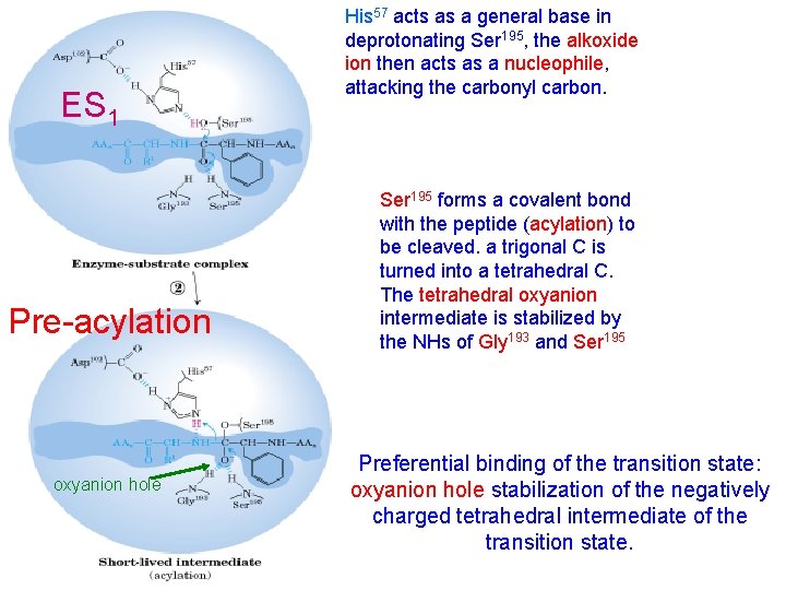 ES 1 Pre-acylation oxyanion hole His 57 acts as a general base in deprotonating