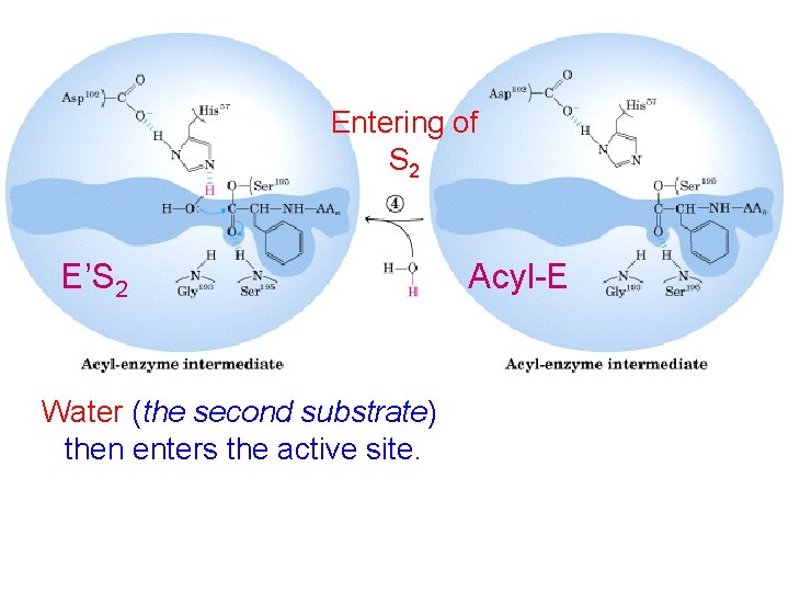 Entering of S 2 E’S 2 Water (the second substrate) then enters the active