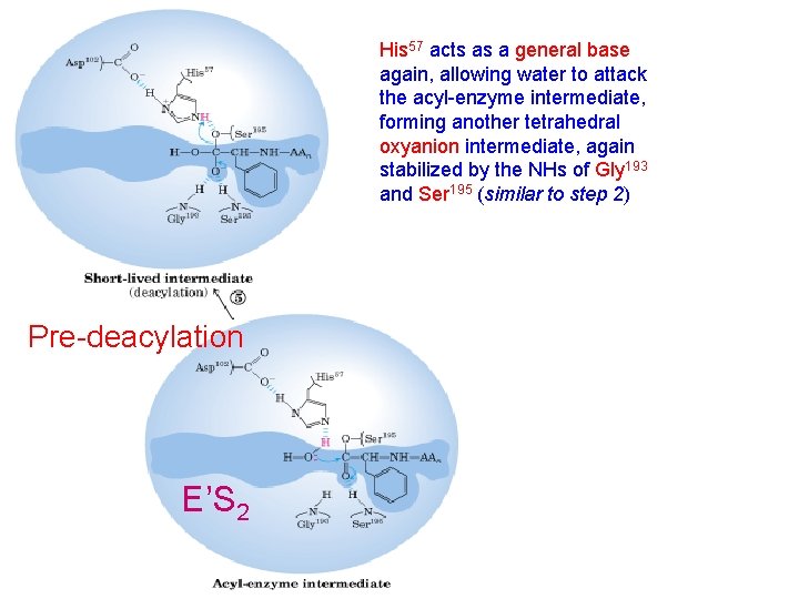 His 57 acts as a general base again, allowing water to attack the acyl-enzyme