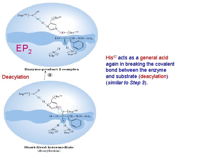 EP 2 Deacylation His 57 acts as a general acid again in breaking the