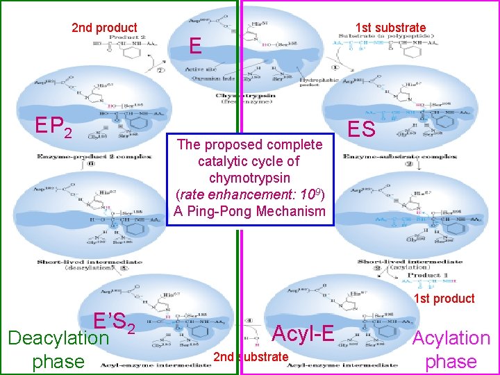 2 nd product EP 2 1 st substrate E The proposed complete catalytic cycle
