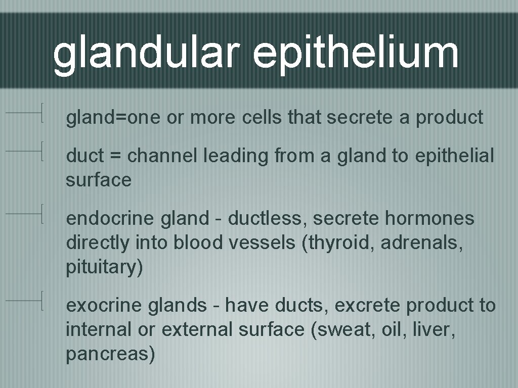 glandular epithelium gland=one or more cells that secrete a product = channel leading from