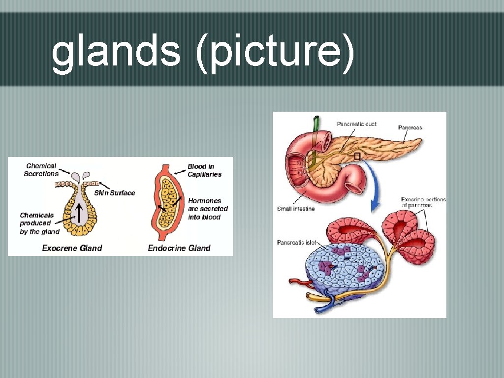 glands (picture) 