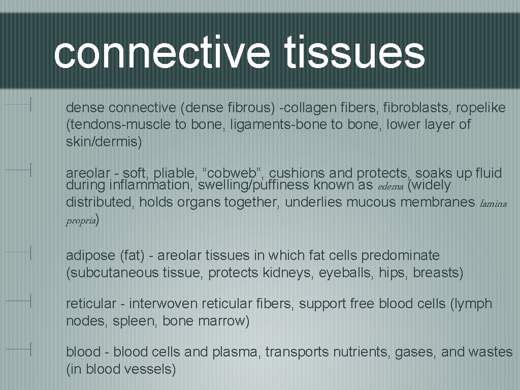 connective tissues dense connective (dense fibrous) -collagen fibers, fibroblasts, ropelike (tendons-muscle to bone, ligaments-bone