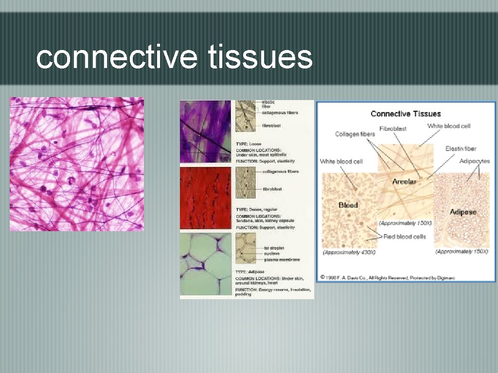 connective tissues 