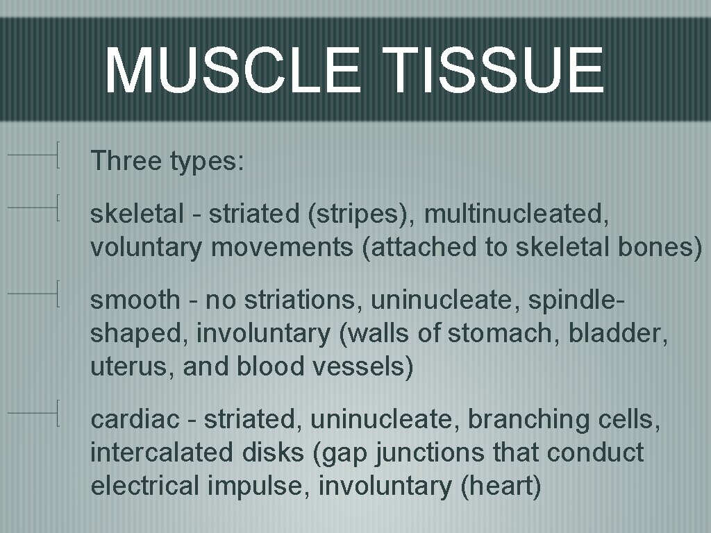 MUSCLE TISSUE Three types: skeletal - striated (stripes), multinucleated, voluntary movements (attached to skeletal