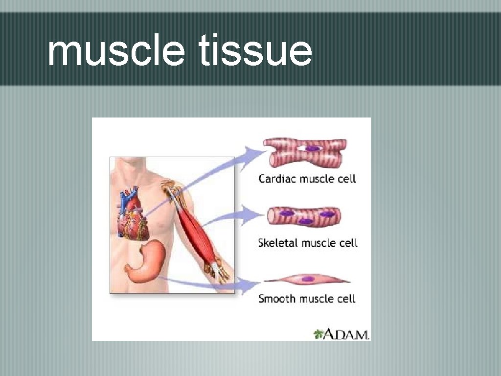 muscle tissue 