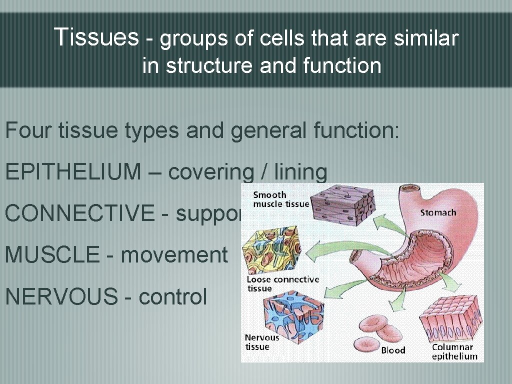 Tissues - groups of cells that are similar in structure and function Four tissue