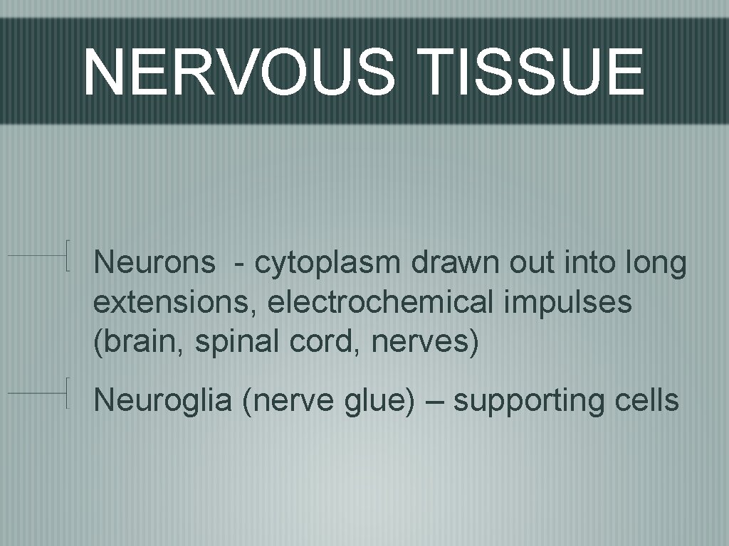 NERVOUS TISSUE Neurons - cytoplasm drawn out into long extensions, electrochemical impulses (brain, spinal