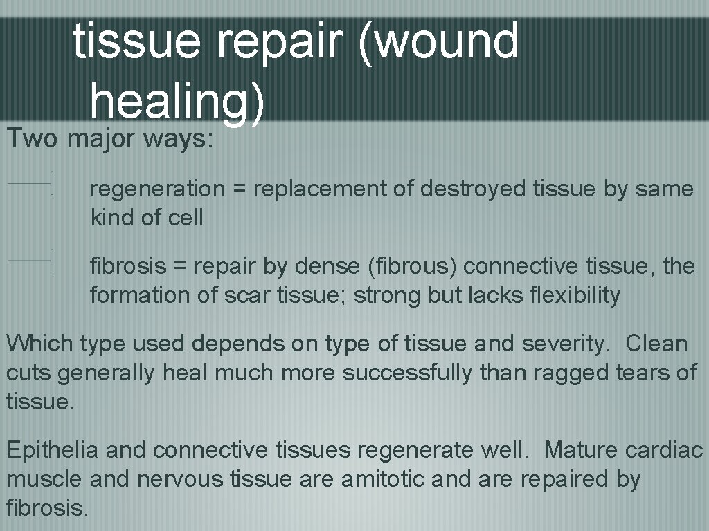 tissue repair (wound healing) Two major ways: regeneration = replacement of destroyed tissue by