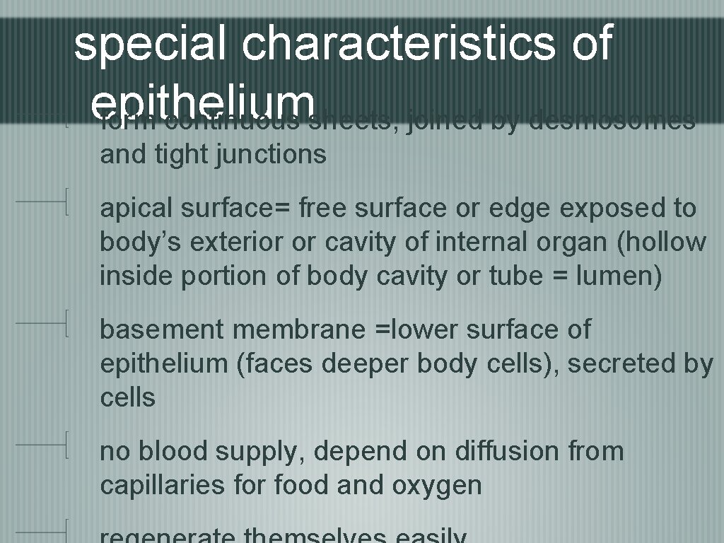 special characteristics of epithelium form continuous sheets, joined by desmosomes and tight junctions apical